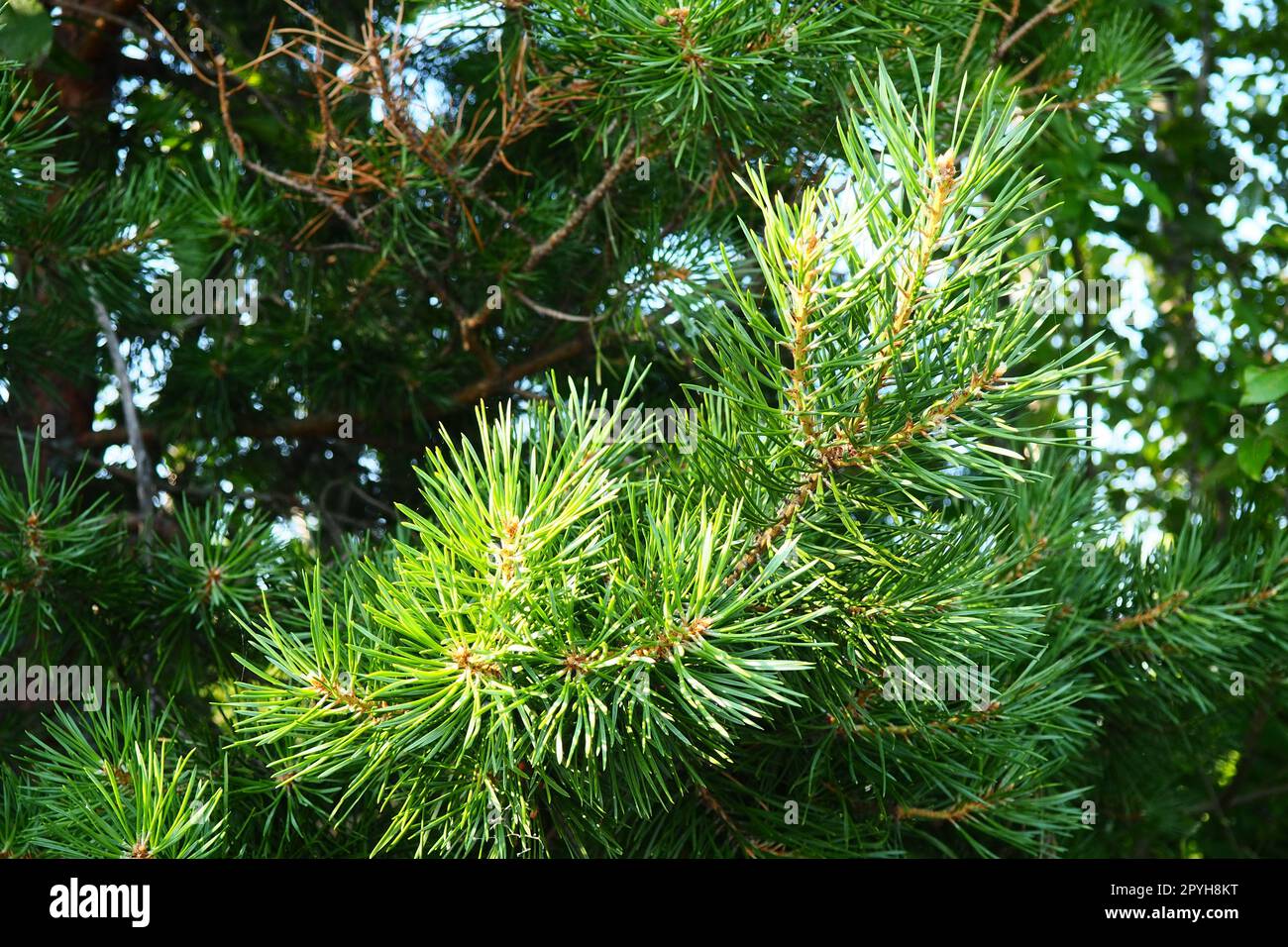 Pinienzweige zur goldenen Stunde am Abend. Pinuskiefer, eine Gattung von Nadelbäumen und Sträuchern der Pinienfamilie Pinaceae. Wildtaiga von Karelien im Sommer Stockfoto