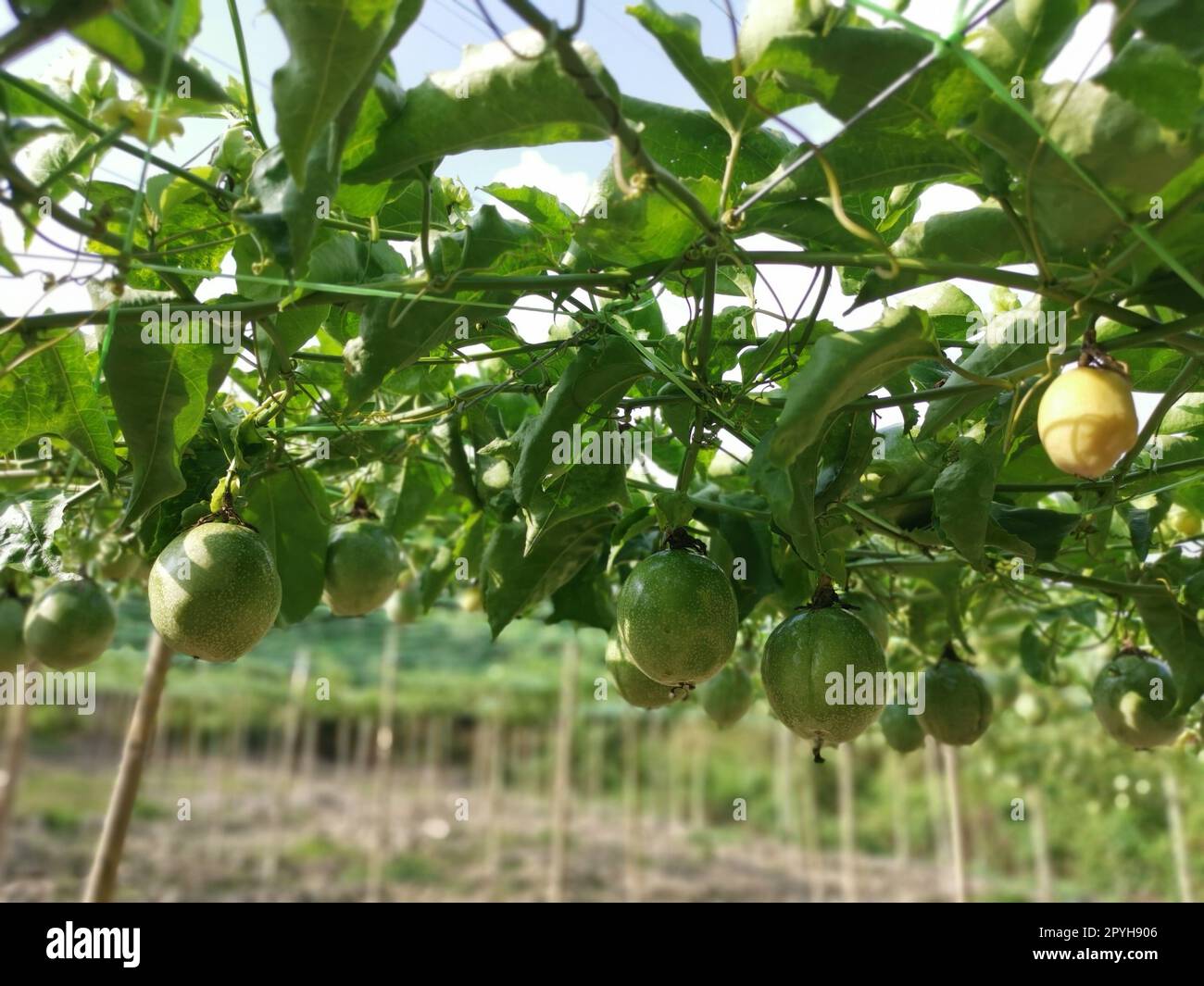 passiflora edulis schleichende Obstfarm Stockfoto