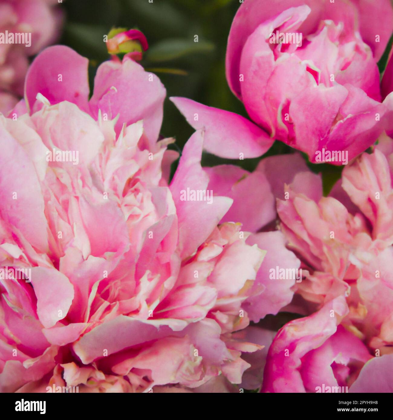 Schöne pinkfarbene Pfingstrosen aus der Nähe. Pfingstrosen ist eine Gattung von Stauden und Laubsträuchern, baumähnlichen Pfingstrosen. Pfingstrosen-Familie Paeoniaceae. Pinkfarbene lila Blumen. Stockfoto