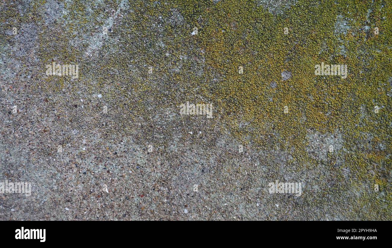 Mossiger alter Beton. Grünes Moos auf dem Stein. Betonwand mit grünem Moos und grauen Flechten bedeckt. Feuchtes Klima Stockfoto