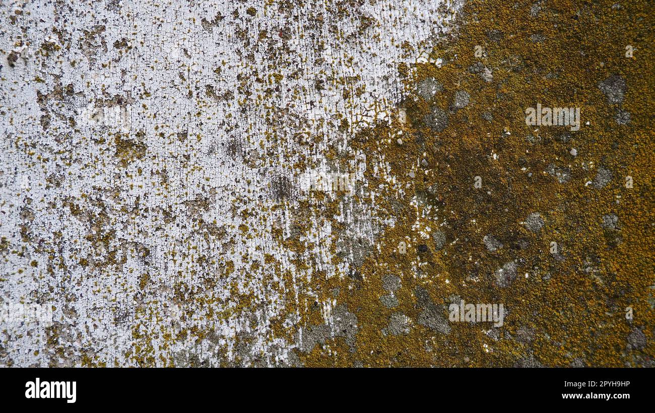 Mossiger alter Beton. Grünes Moos auf dem Stein. Betonwand mit grünem Moos und grauen Flechten bedeckt. Feuchtes Klima Stockfoto