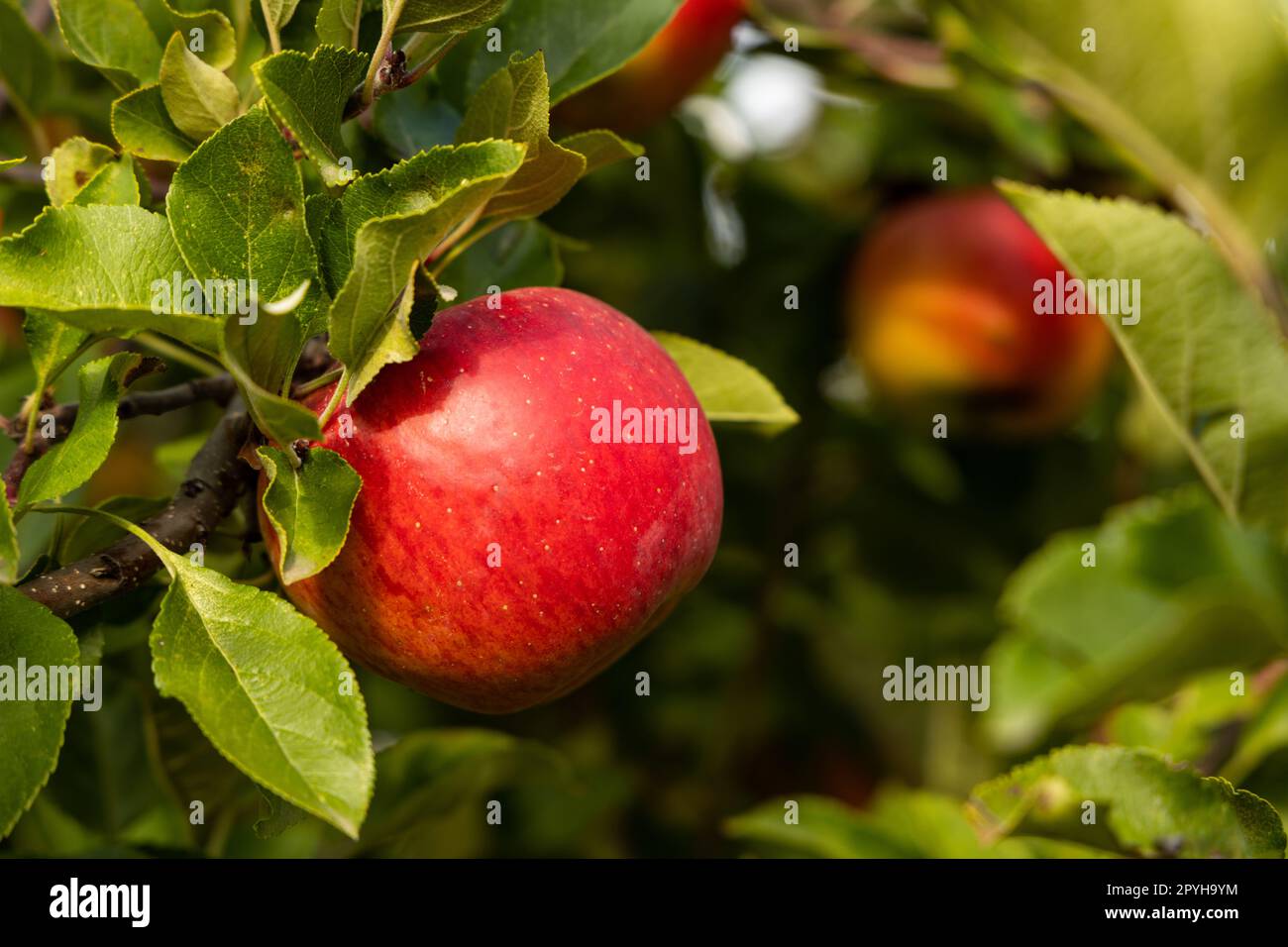 Reife rote Topasäpfel auf einem Baum Stockfoto