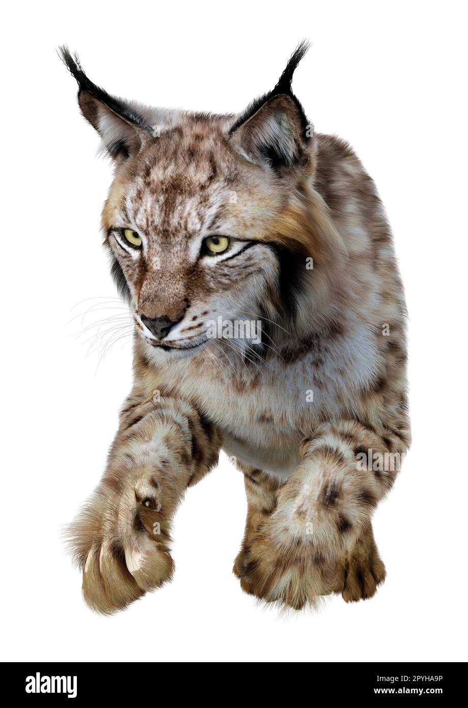 3D Darstellung eines wilden Tierluchs isoliert auf weißem Hintergrund Stockfoto