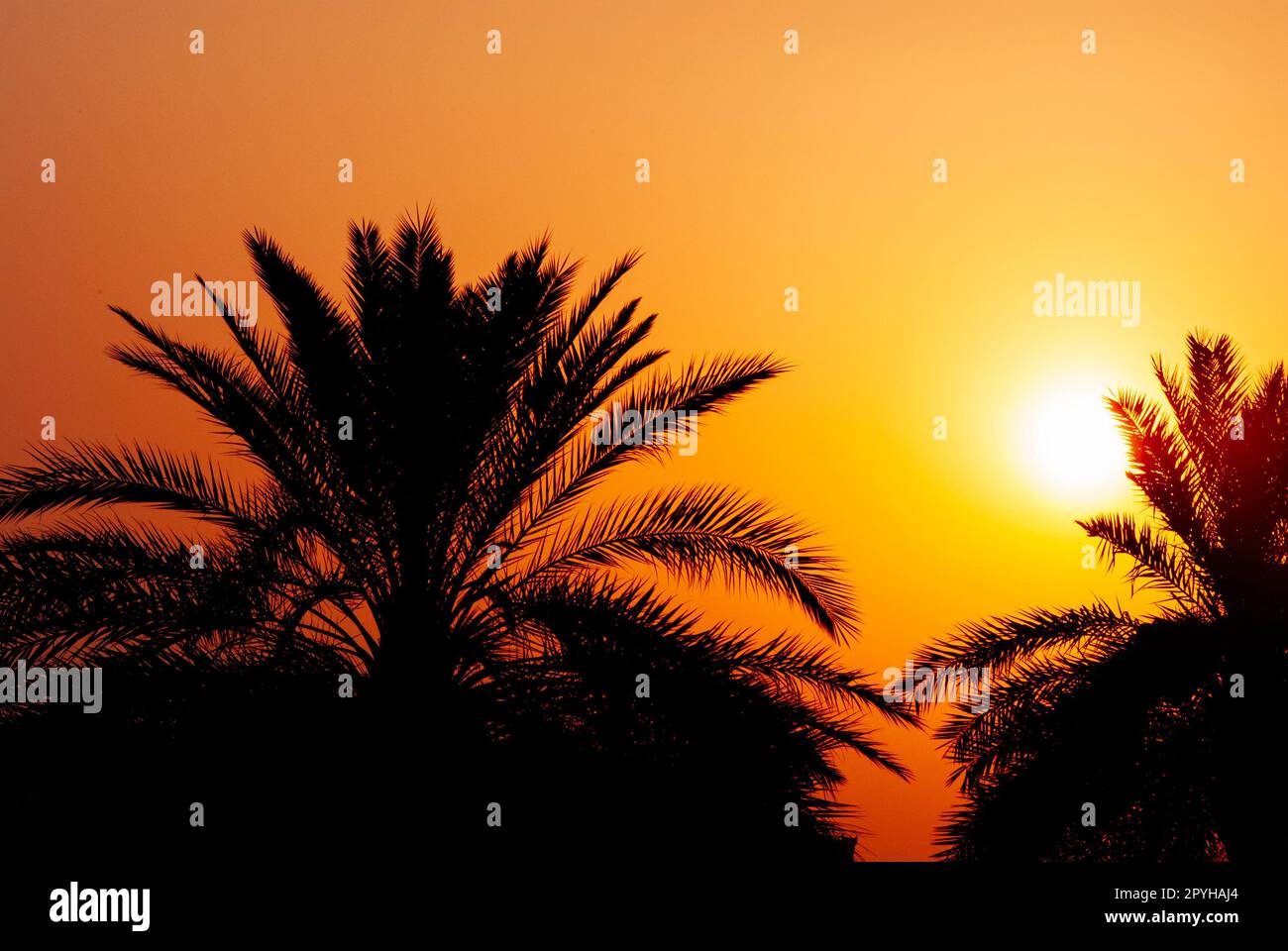 Dattelpalmensilhouette bei wunderschönem Sonnenuntergang in Dubai Stockfoto