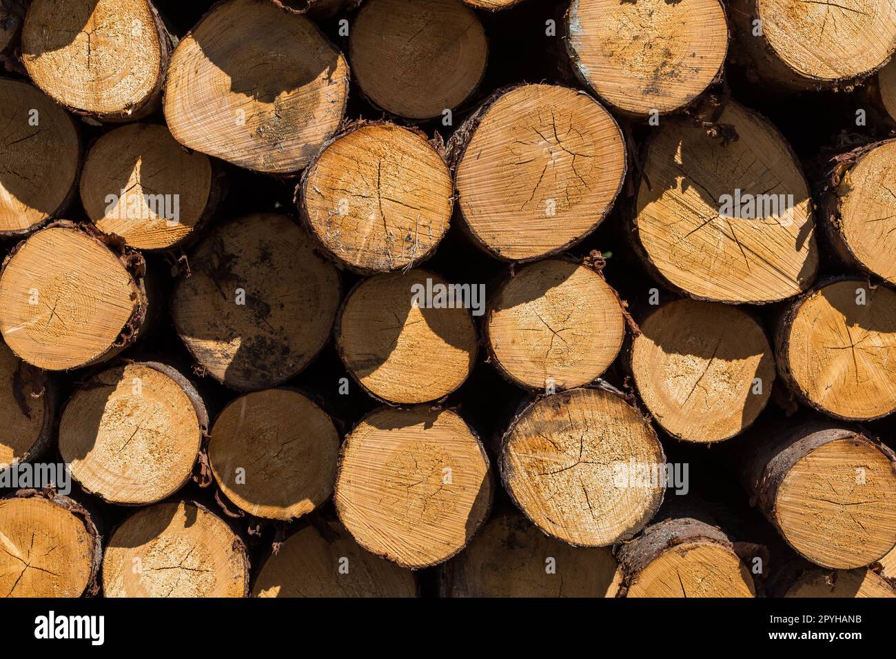 Frisch geschnittenen Baumstämmen Stockfoto