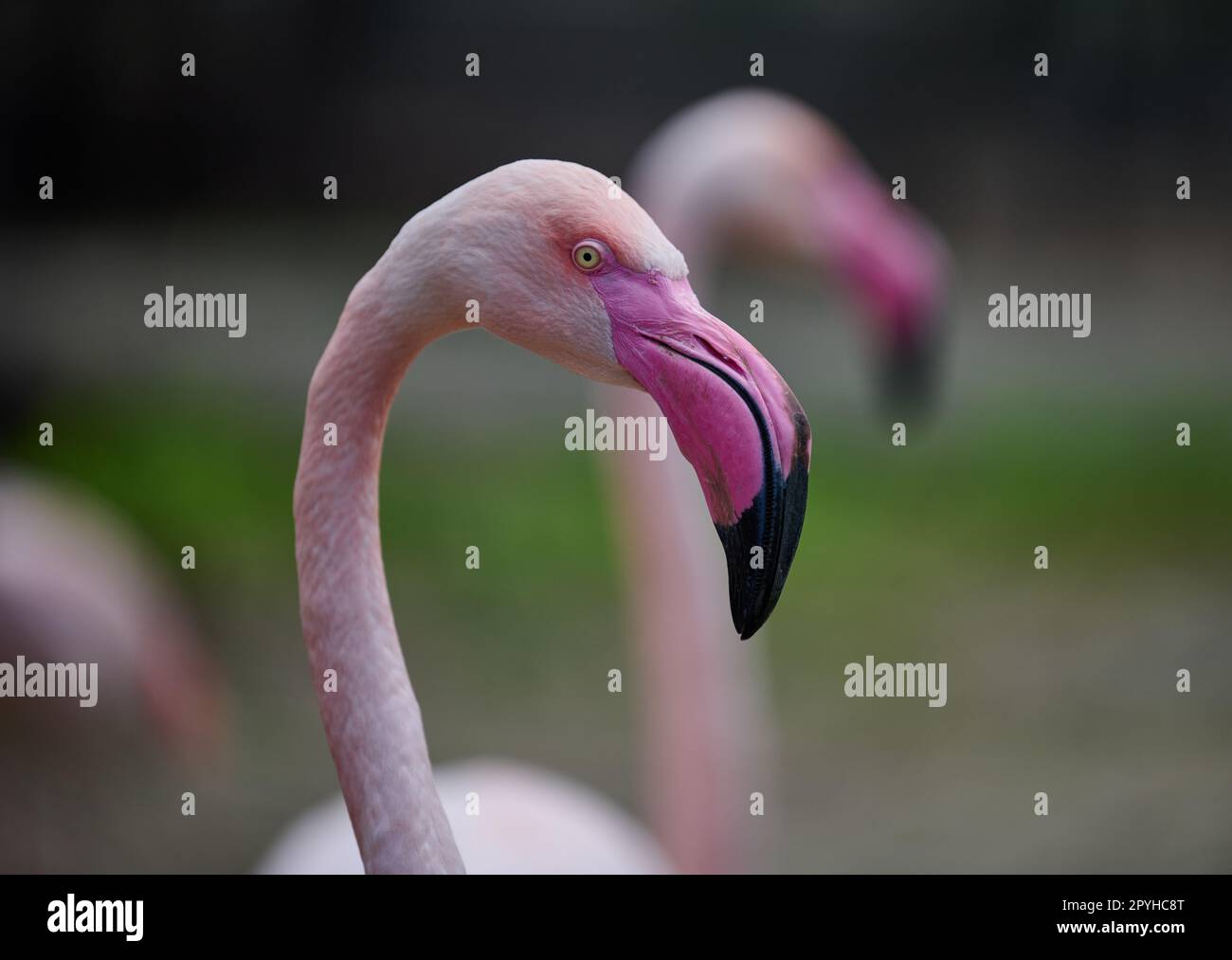 Rosa Flamingo steht in der Natur, wilder Vogel Stockfoto