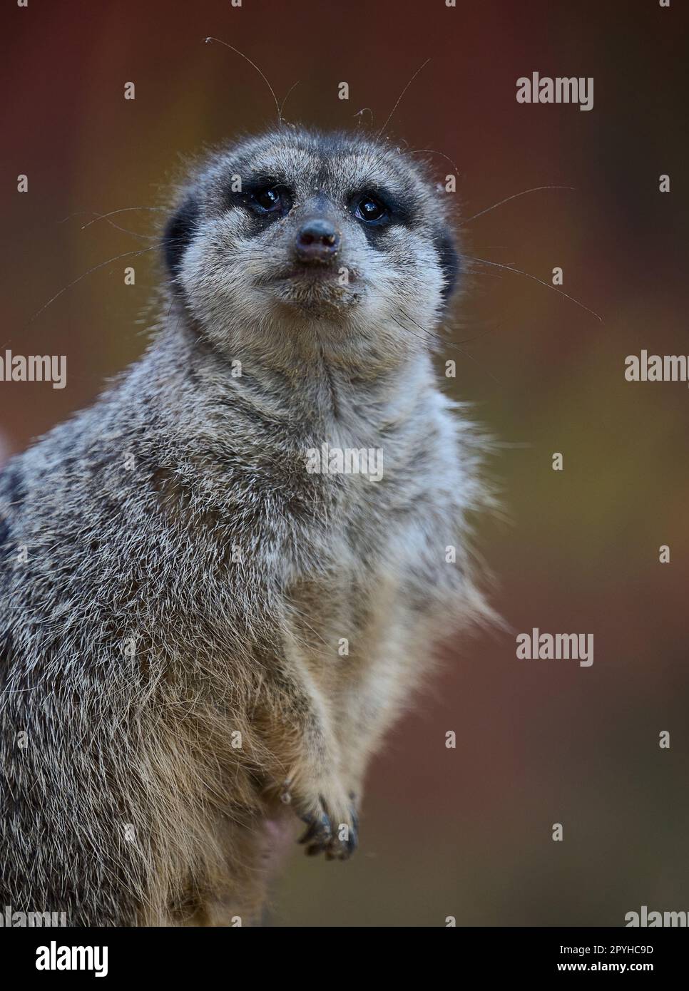 Ein Erdmännchen steht und blickt an einem Frühlingstag nach vorne Stockfoto