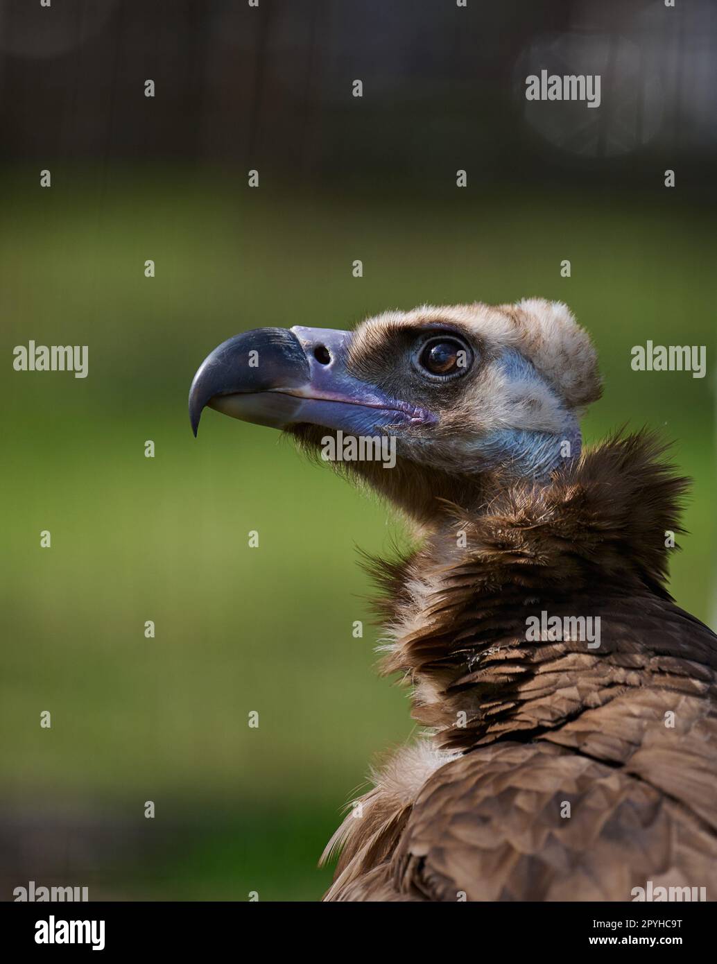 Porträt eines schwarzen Greifvogels in der Natur Stockfoto