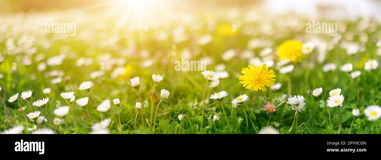 Wiese mit vielen weißen und rosa Frühlingsblumen und gelben Löwenzahn am Morgen. Stockfoto