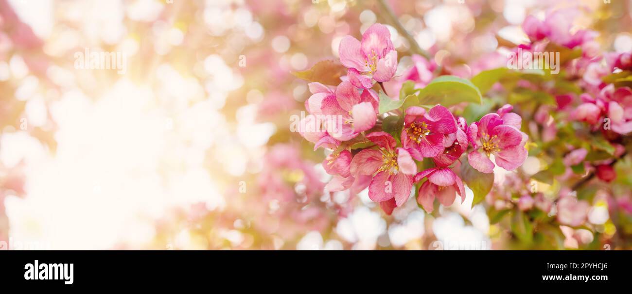 Nahaufnahme der Kirschäste mit blühenden rosa Blumen und jungen grünen Blättern. Stockfoto