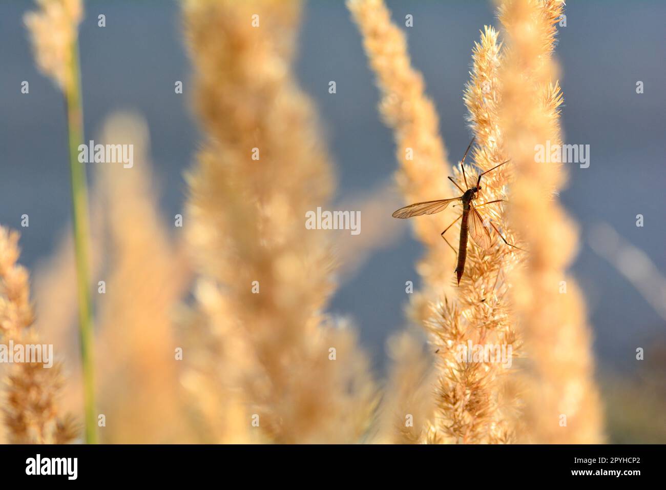 Großer Kran fliegt im Sonnenlicht Stockfoto