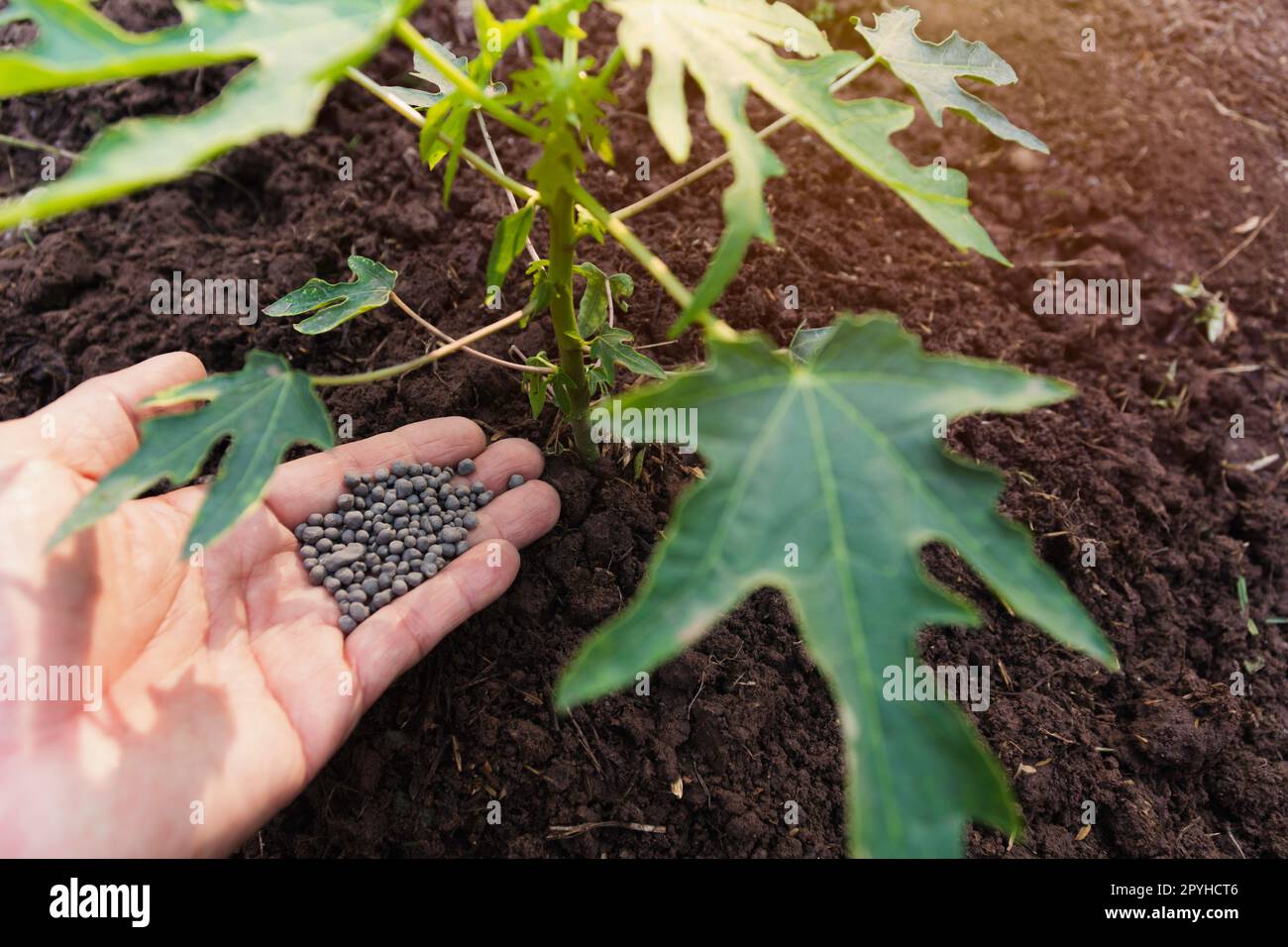 Gärtner, der Düngerpflanzenfutter auf den Boden für den Gemüsegarten ausbringt. "Agrarindustrie, Entwicklung, Wirtschaft und Investitionswachstum". Stockfoto