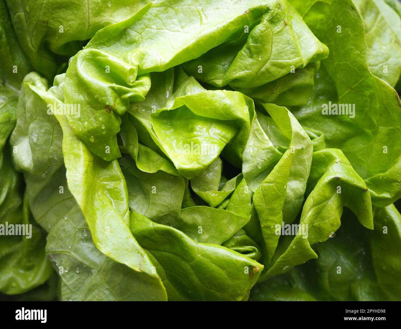 Salat. Ein Jahreskraut der Gattung Salat der Familie Asteraceae. Köstliche, verstärkte Blätter. Grüner Salat oder Beilage. Frische Kräuter für gesunde Ernährung Stockfoto