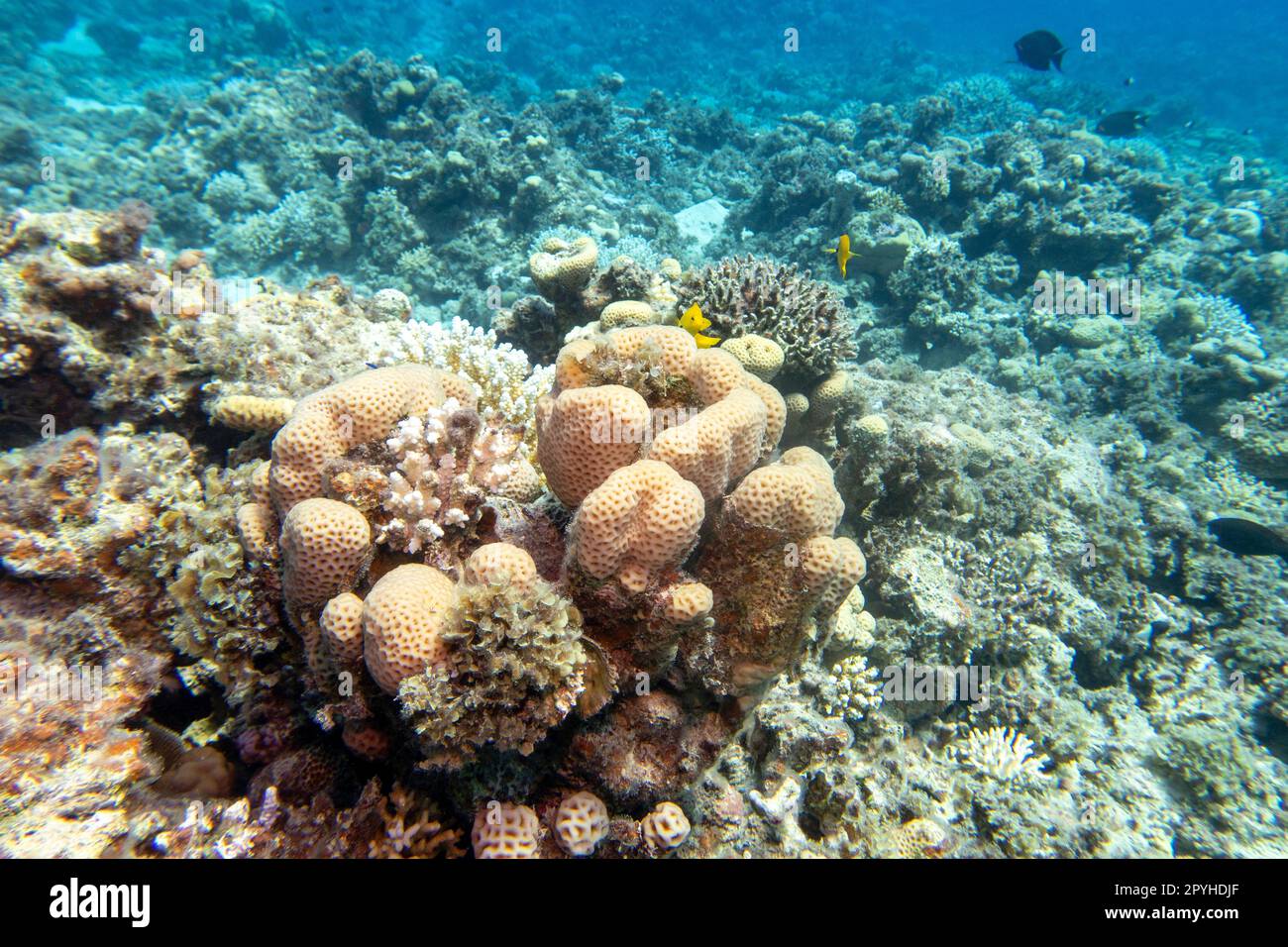 Farbenfrohes, malerisches Korallenriff am Grund des tropischen Meeres, harte Korallen, Unterwasserlandschaft Stockfoto