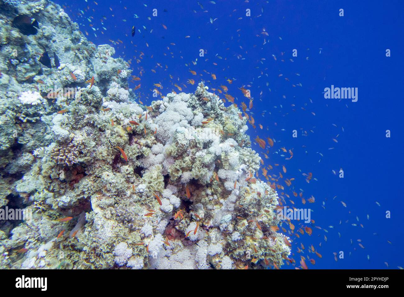Farbenfrohe, malerische Korallenriffe am Grund des tropischen Meeres, harte und weiche Korallen, Fische aus Anthias, Unterwasserlandschaft Stockfoto