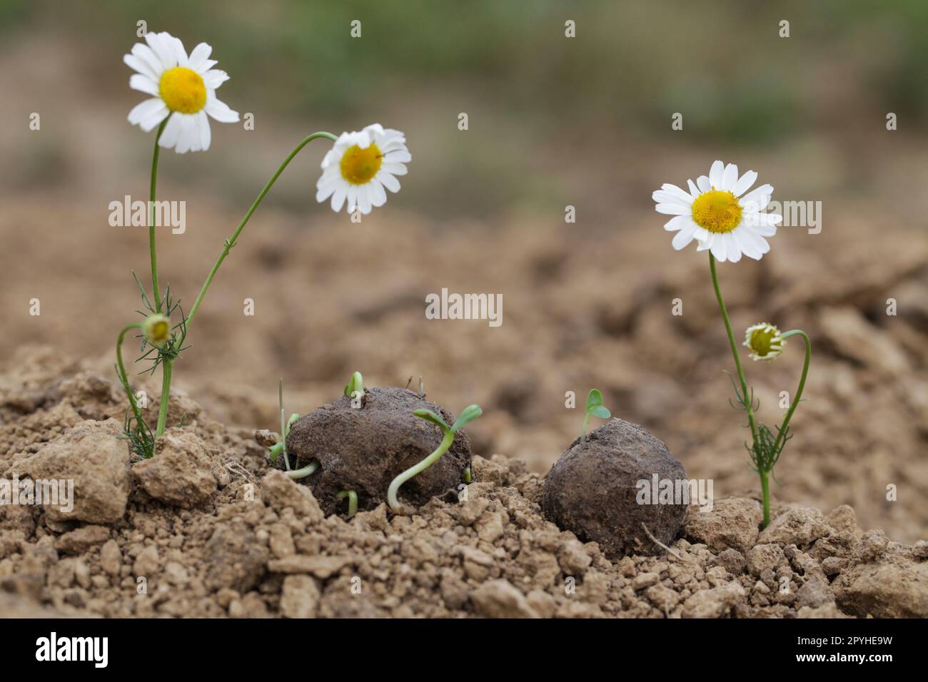 Guerillagärten. Samenbomben blühen. Kamillenblütenpflanzen aus Samenkugeln. Samenbomben auf trockenem Boden Stockfoto