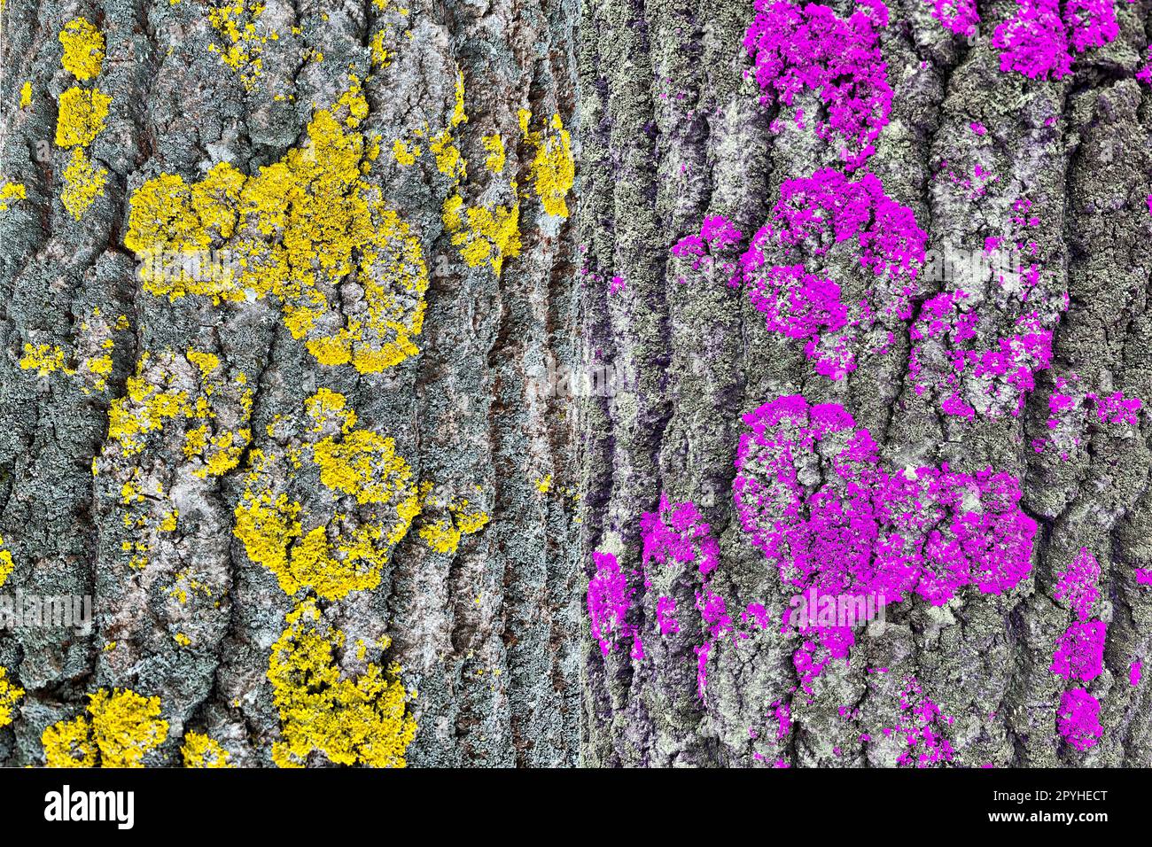 Valentinstag-Grußkarte auf der Rinde eines Moosbaums in Form eines Herzens Stockfoto