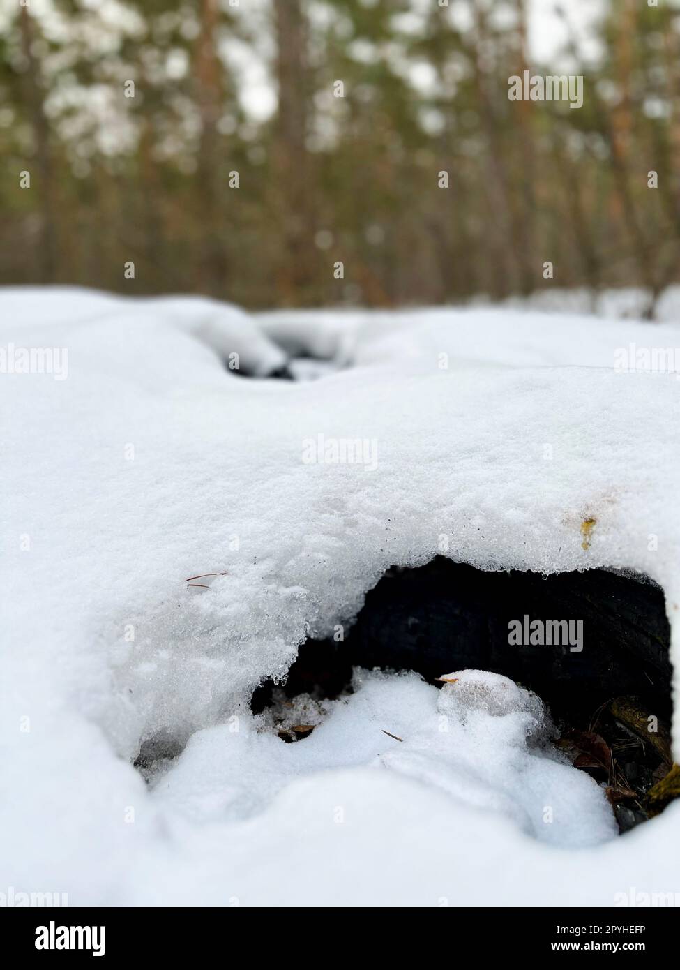 Schneewittchen in einem Pinienwald Stockfoto