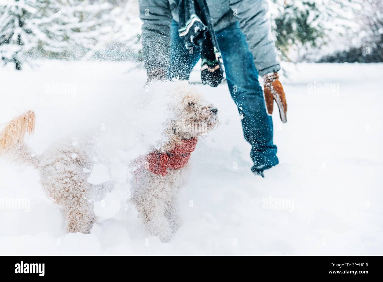 Schneeballschlacht Spaß mit Haustier und seinem Besitzer im Schnee. Winterferien-Emotionen. Stockfoto