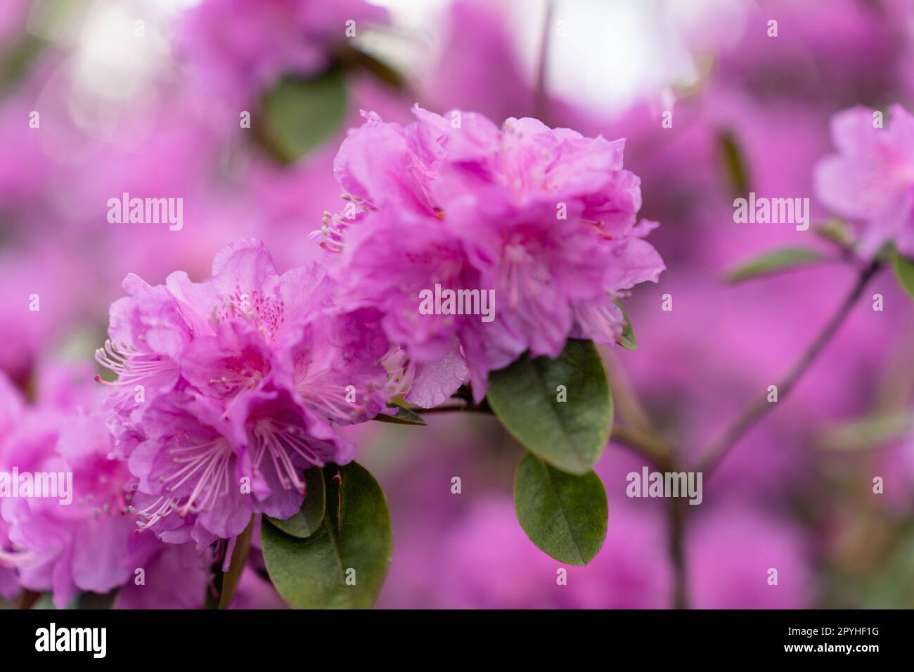 Selektiver Fokus auf den Rhododendron „PJ Mezitt“-Zweig mit leuchtend rosa Blumen Stockfoto