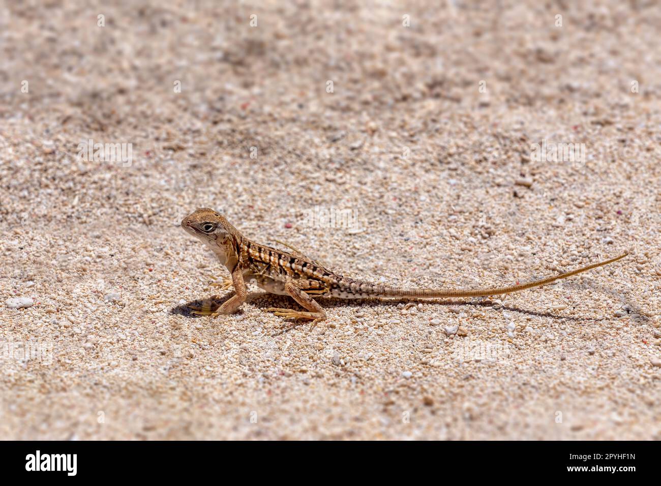 Chalarodon madagascariensis, Nosy Ve, Madagaskar Wildtier Stockfoto