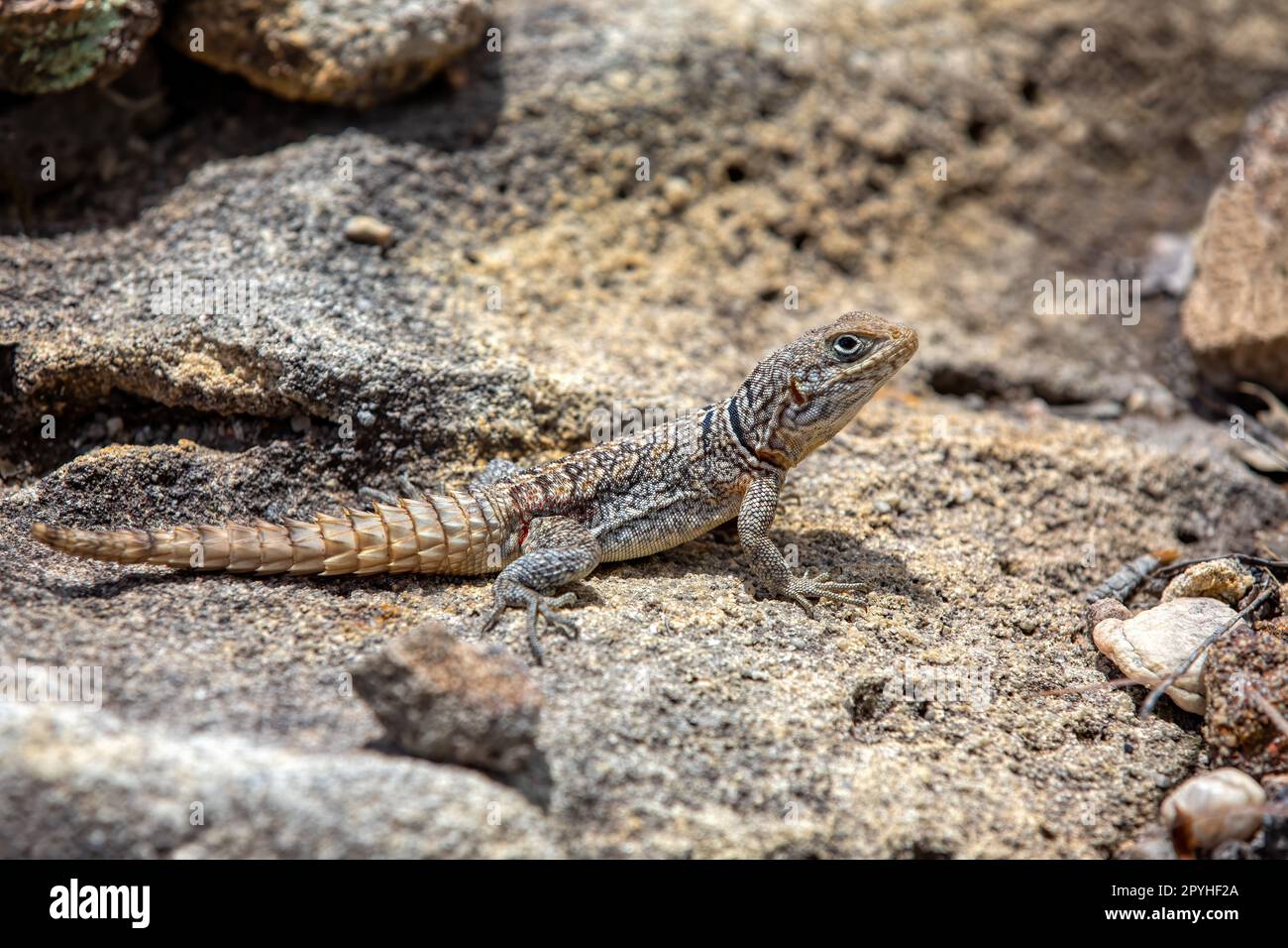 Merrems Madagaskar Swift, Oplurus cyclurus, Andringitra Nationalpark. Madagaskar Wildtiere Stockfoto