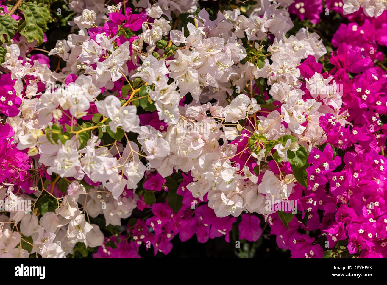 Blühende rot-weiße Bougainvillea-Blumen Stockfoto