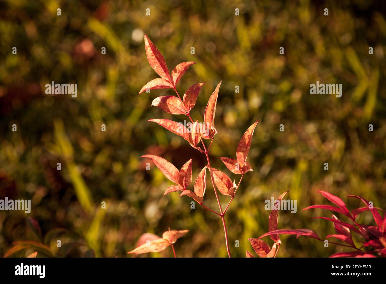 Baumflora Details im Herbst Stockfoto