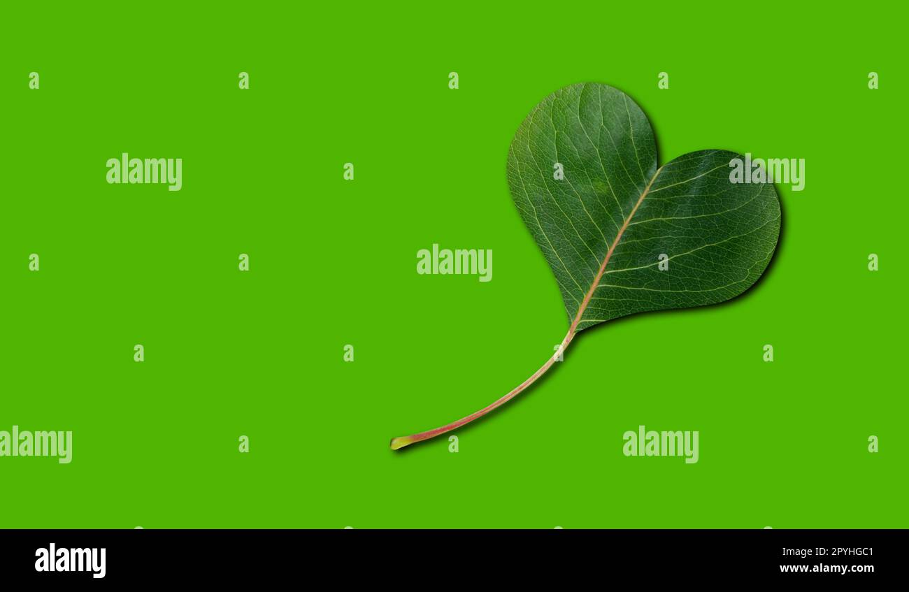 Grünes Öko Blatt in Herzform auf dem Grün Stockfoto