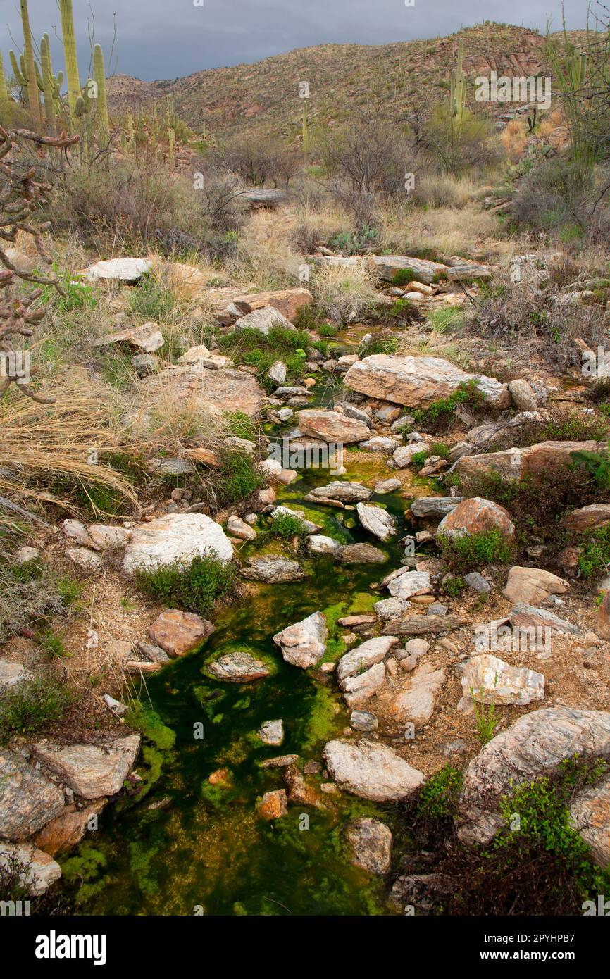 Am Tanque Verde Trail, Saguaro National Park - Rincon Mountain Unit, Arizona Stockfoto