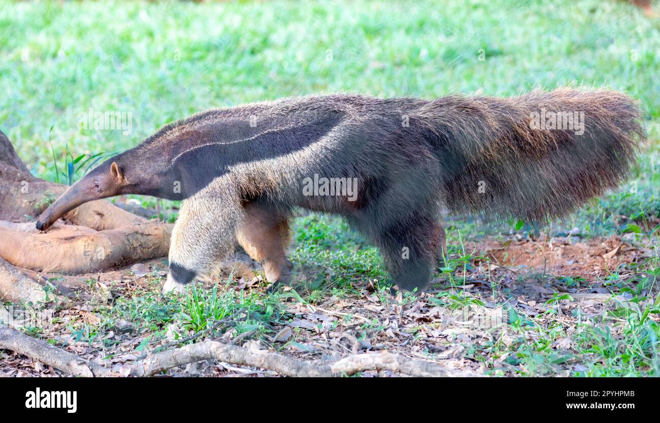 Riesenameisenbär, süßes Tier aus Brasilien. Myrmecophaga tridactyla, exotisches und endemisches Tier. Tierwelt. Stockfoto