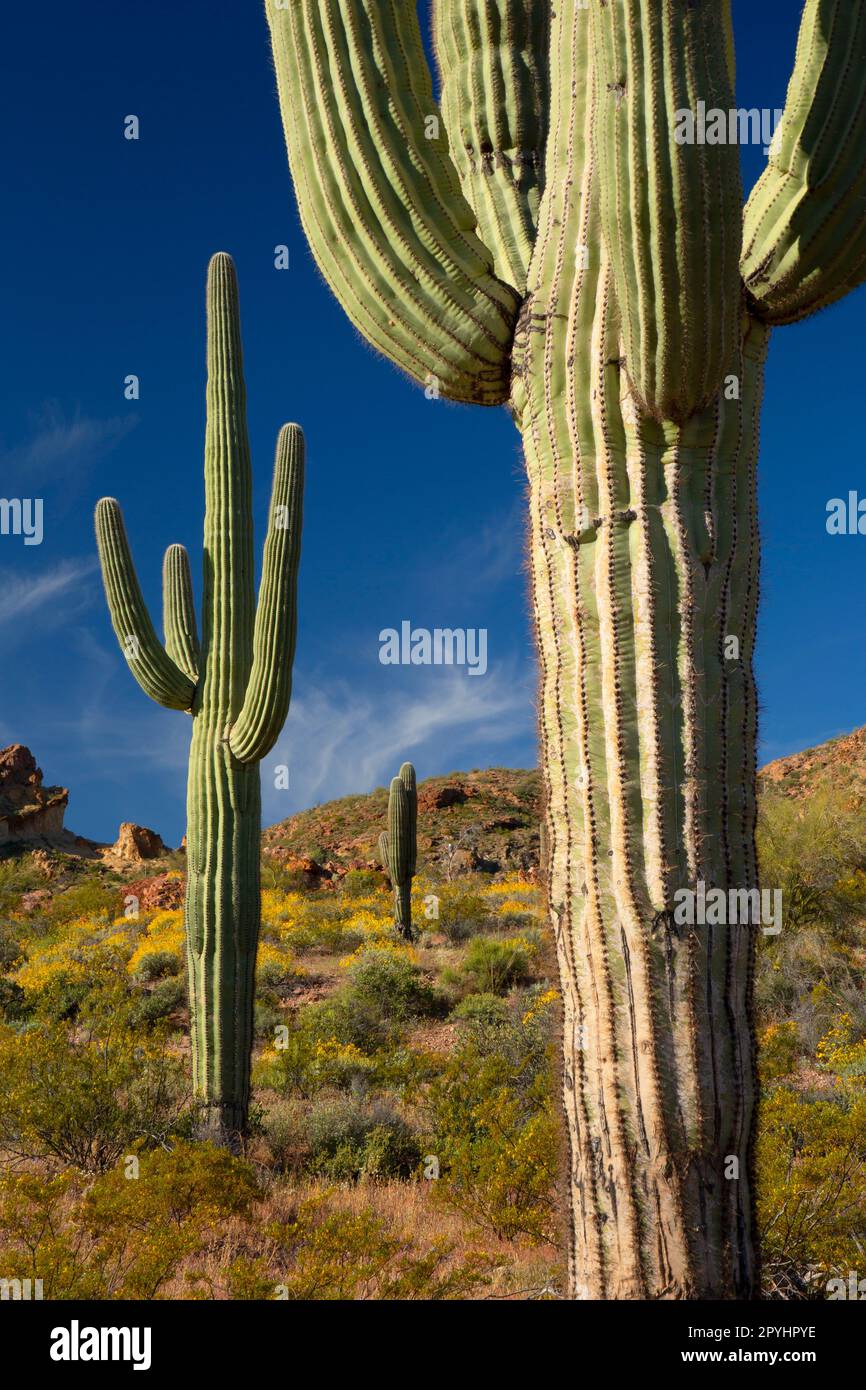 Saguaro am Dripping Springs Trail, Organ Pipe Cactus National Monument, Arizona Stockfoto