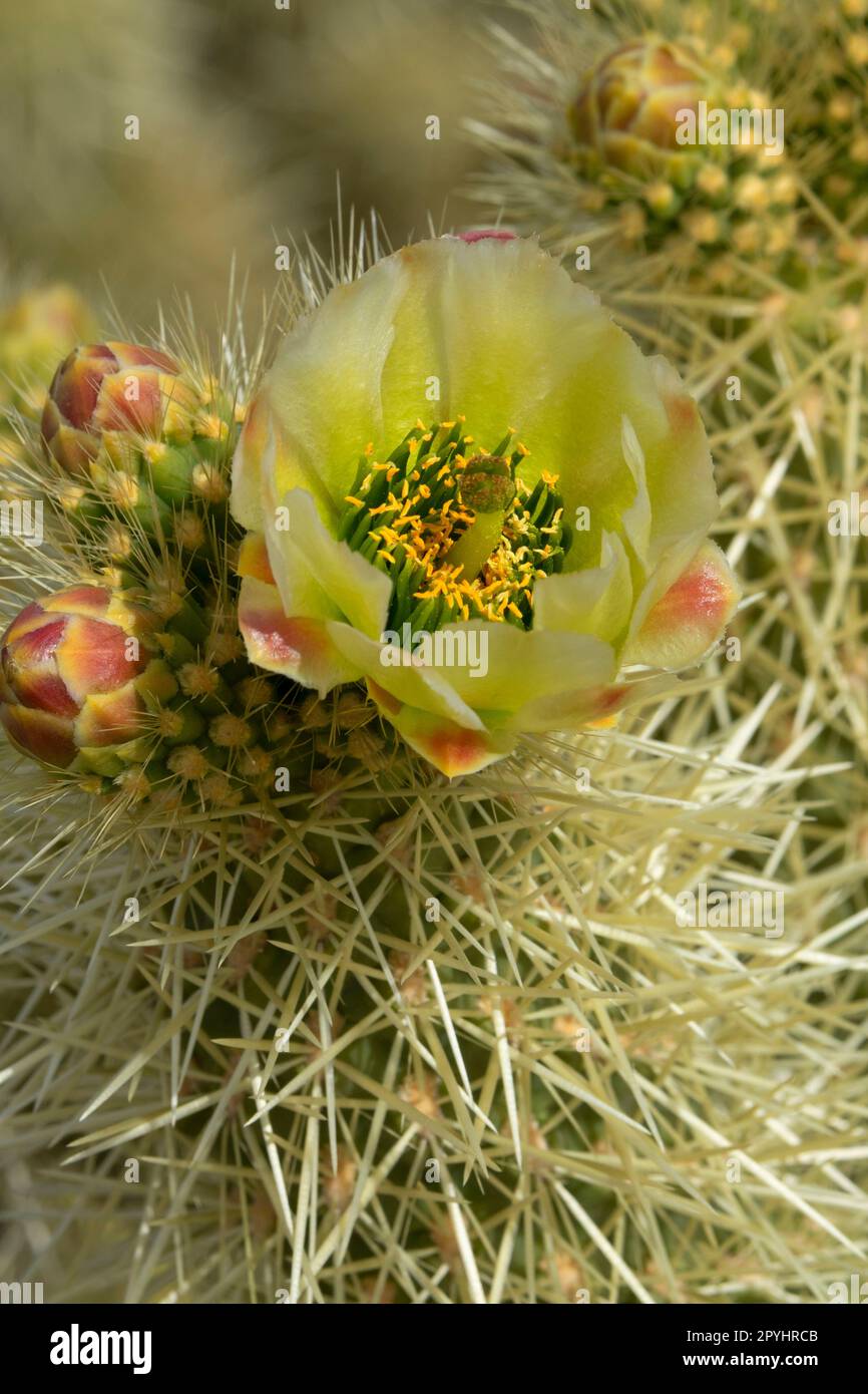 Cholla in Blüte am Desert View Trail, Organ Pipe Cactus National Monument, Arizona Stockfoto