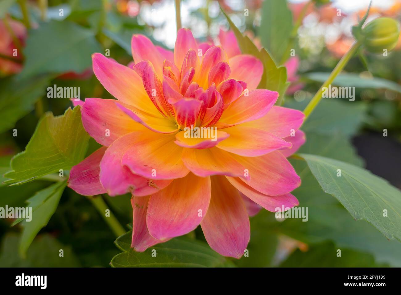Eine Dahlia-Blume, eine Gattung von buschigen, tuberösen, krautigen, mehrjährigen Pflanzen, die in Mexiko und Mittelamerika heimisch sind. Stockfoto