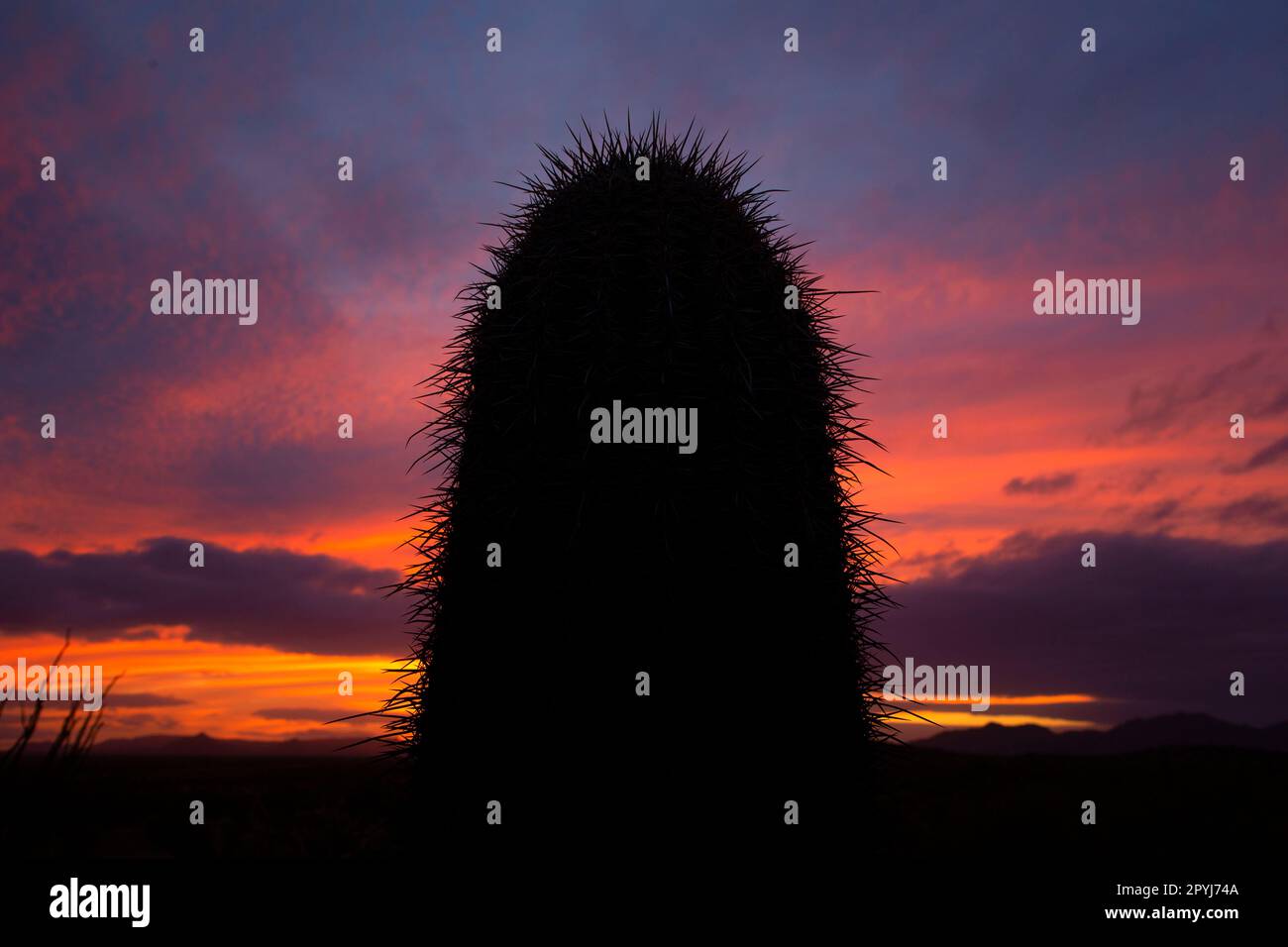 Saguaro Sonnenuntergang, Sonoran Desert National Monument, Arizona Stockfoto