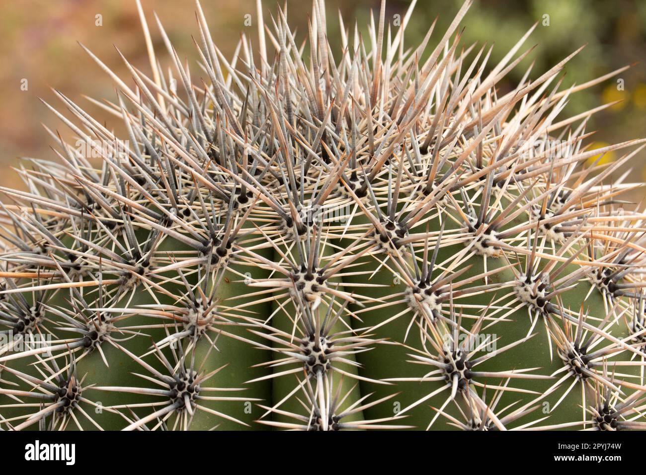 Saguaro National Monument, Arizona Sonora-Wüste Stockfoto