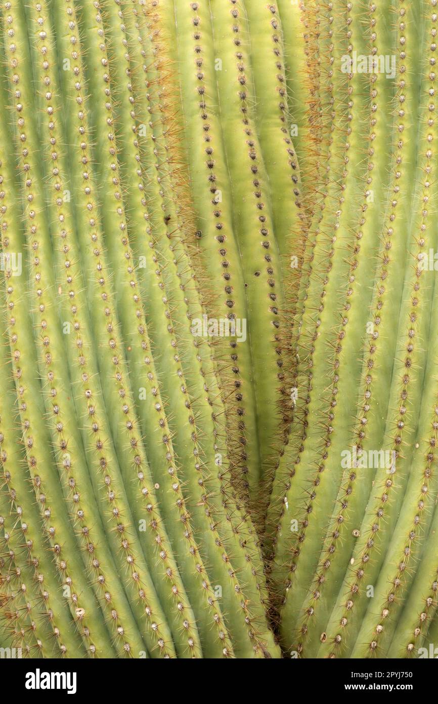 Saguaro National Monument, Arizona Sonora-Wüste Stockfoto