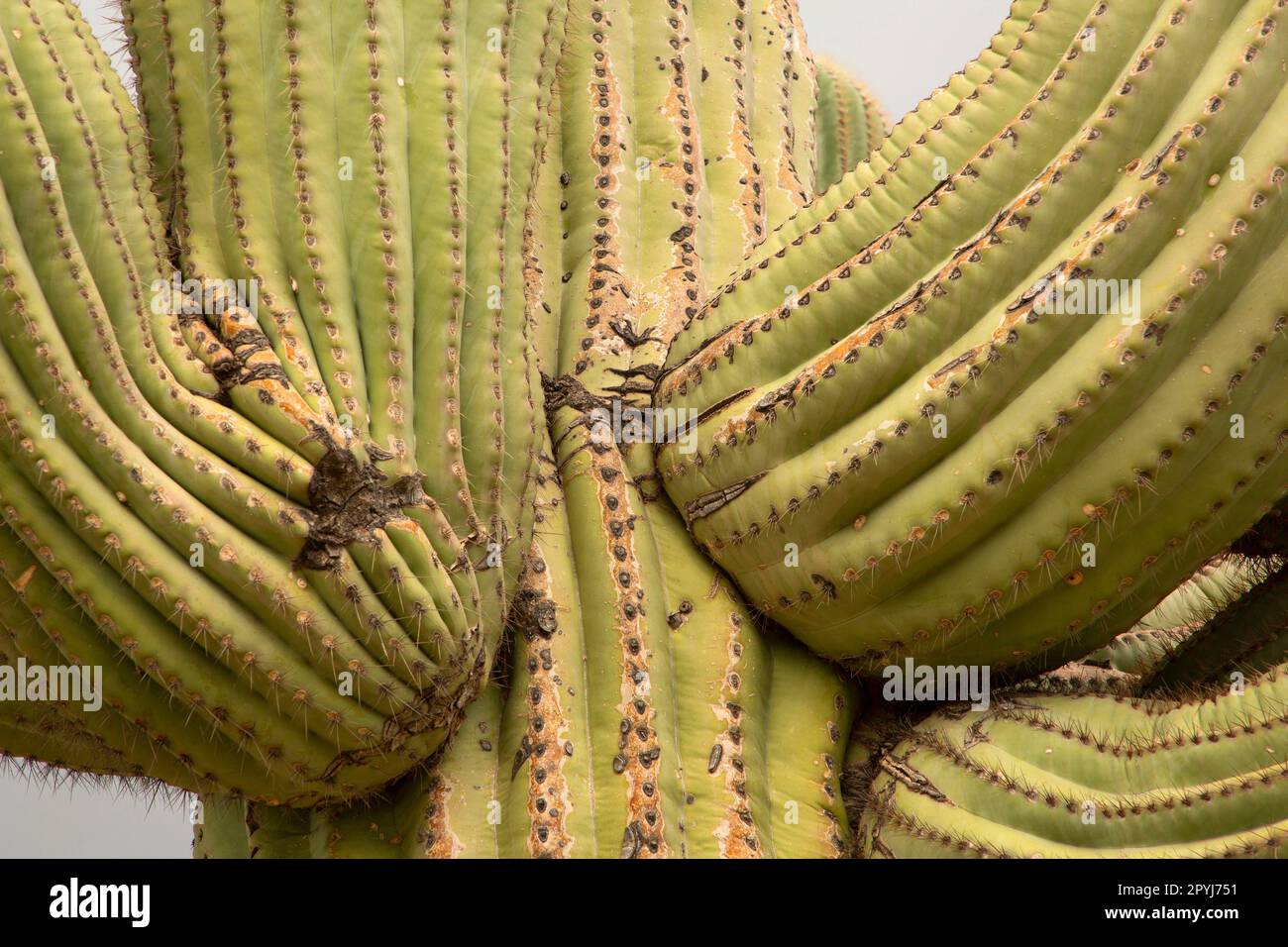 Saguaro National Monument, Arizona Sonora-Wüste Stockfoto