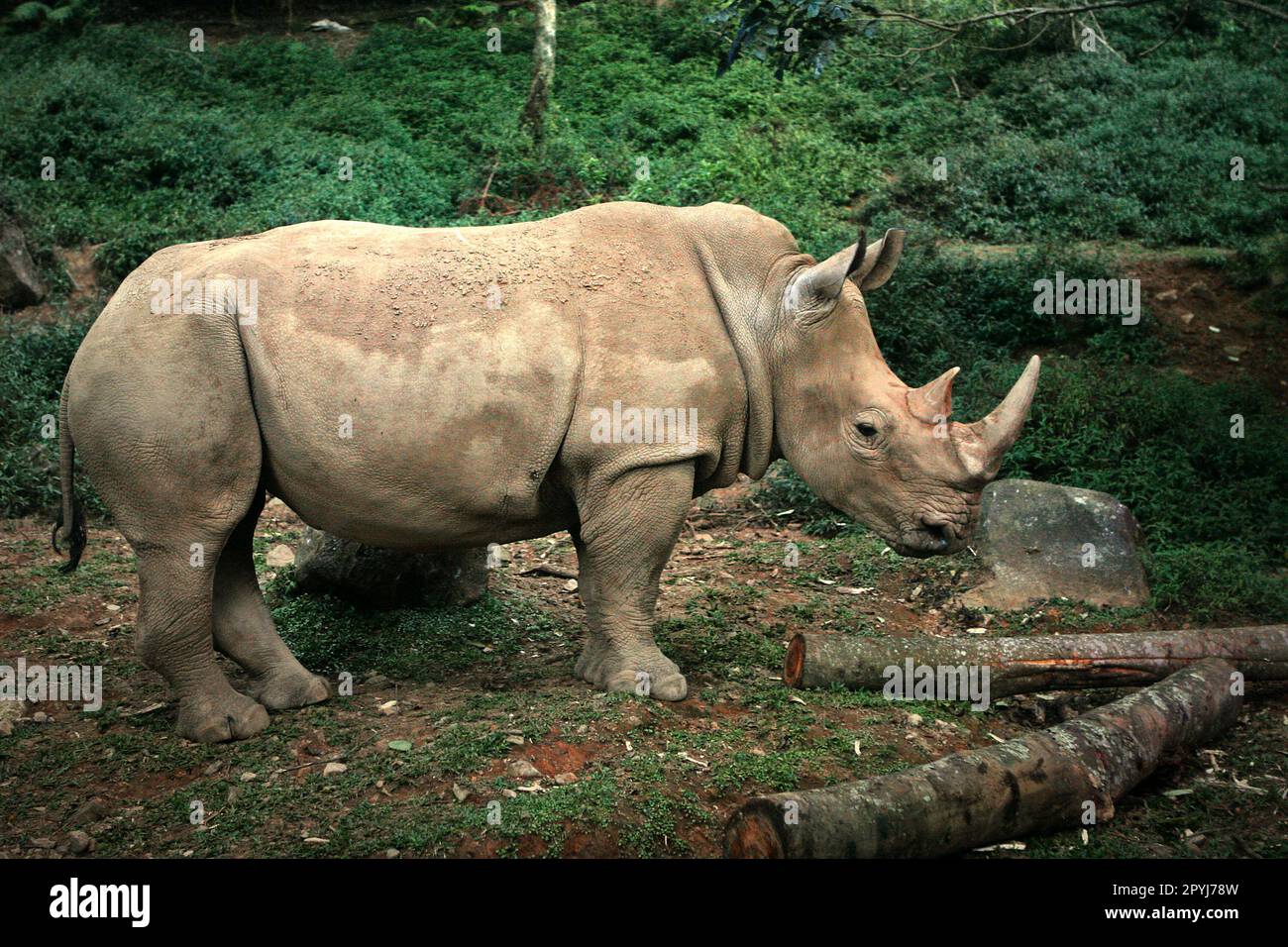 Ein weißes Nashorn (Ceratotherium simum, quadratisches Nashorn) im Taman Safari (Safari Park) in Cisarua, Bogor, West Java, Indonesien. Stockfoto