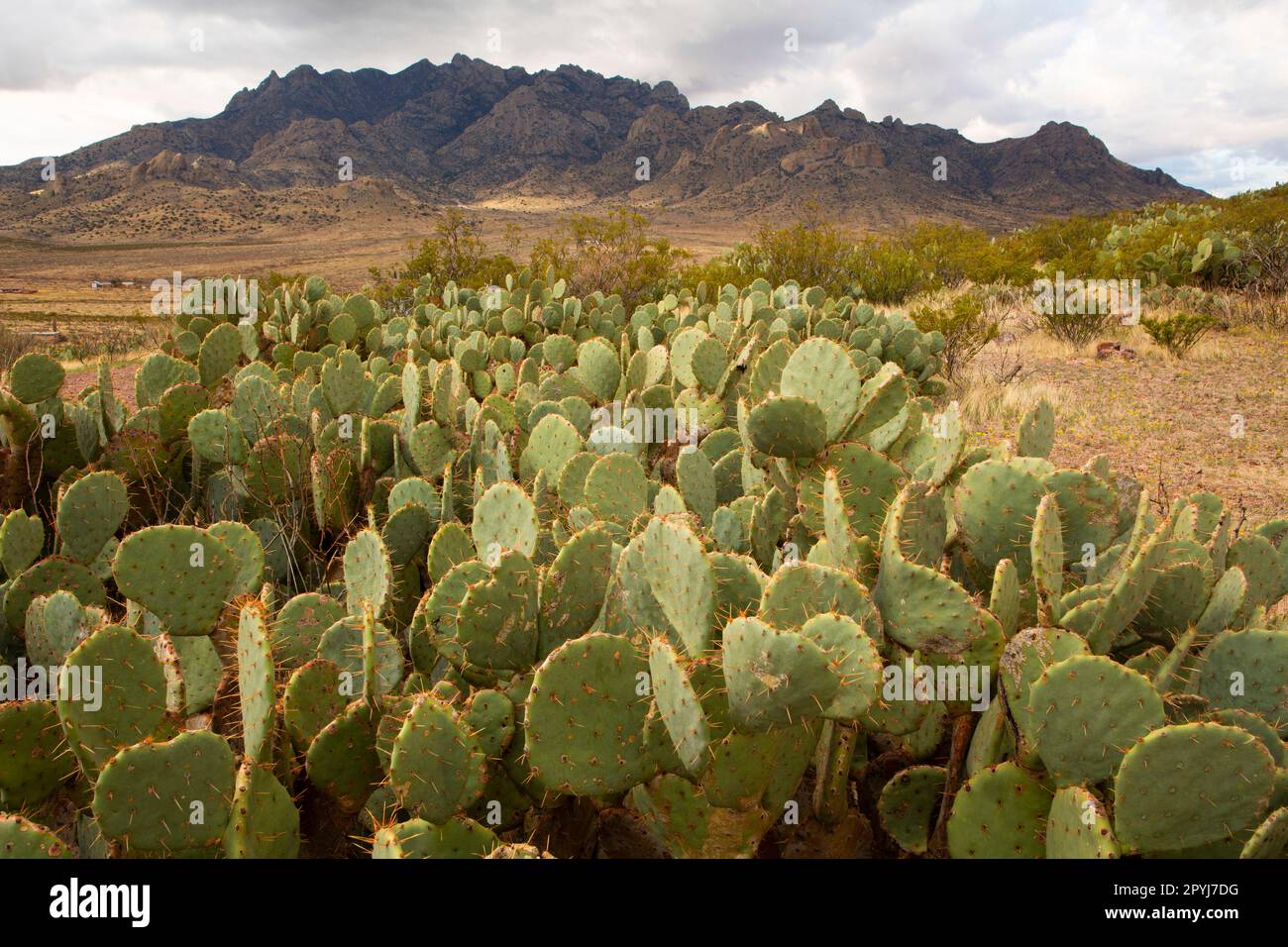 Florida Mountains, Kaktus aus Kaktus mit Kaktus aus Kaktus, Yucca aus  Speckbumen im Vordergrund, Chihuahuan Desert, Blick vom Rockhound State  Park in der Nhe von Deming, New Mexico, USA Stockfotografie - Alamy