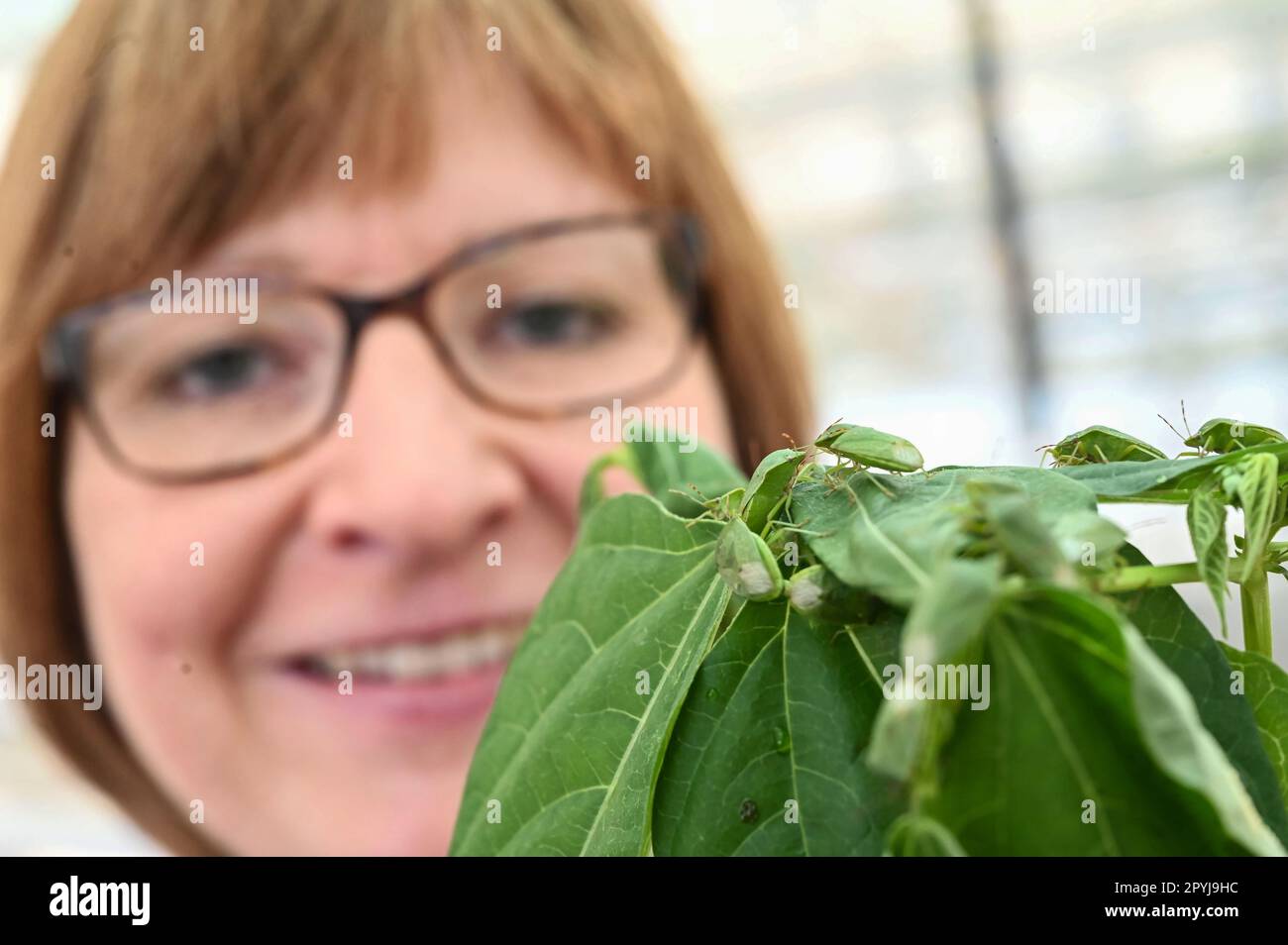 Karlsruhe, Deutschland. 21. April 2023. Christine Dieckhoff aus Referat 32: Pflanzenschutz - Obst - und Gartenbau Themenbereich Biologischer Pflanzenschutz im Landwirtschaftstechnologiezentrum Augustenberg (LTZ) zeigt lebende grüne Reiskeime (Nezara viridula) auf Buschbohnen. Kredit: Uli Deck/dpa/Alamy Live News Stockfoto