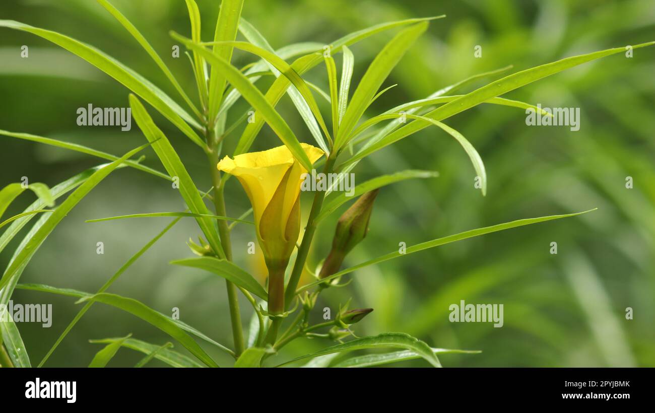 Gelbe Thevetia peruviana-Pflanze Stockfoto