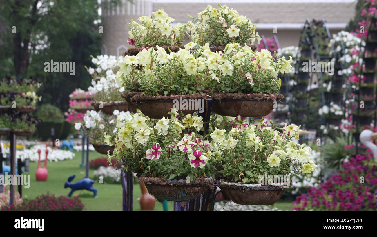 Blumen in einem Topf auf einem Garten Stockfoto