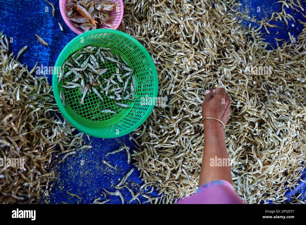 Blick auf handverlesenen Trockenfisch in der Fischfarm Stockfoto