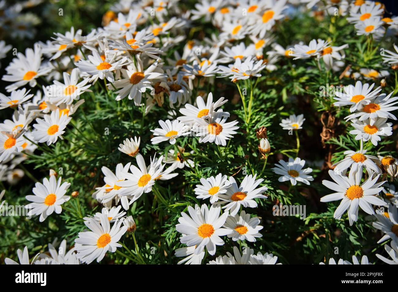 Nahaufnahme des weißen Gänseblümchens Stockfoto