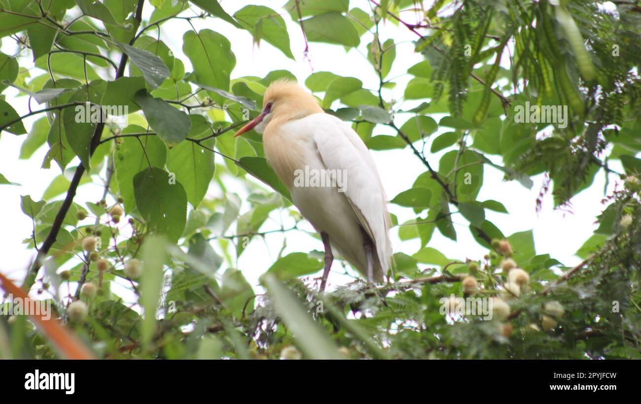 Rindereier-Vogel auf einem Baum Stockfoto