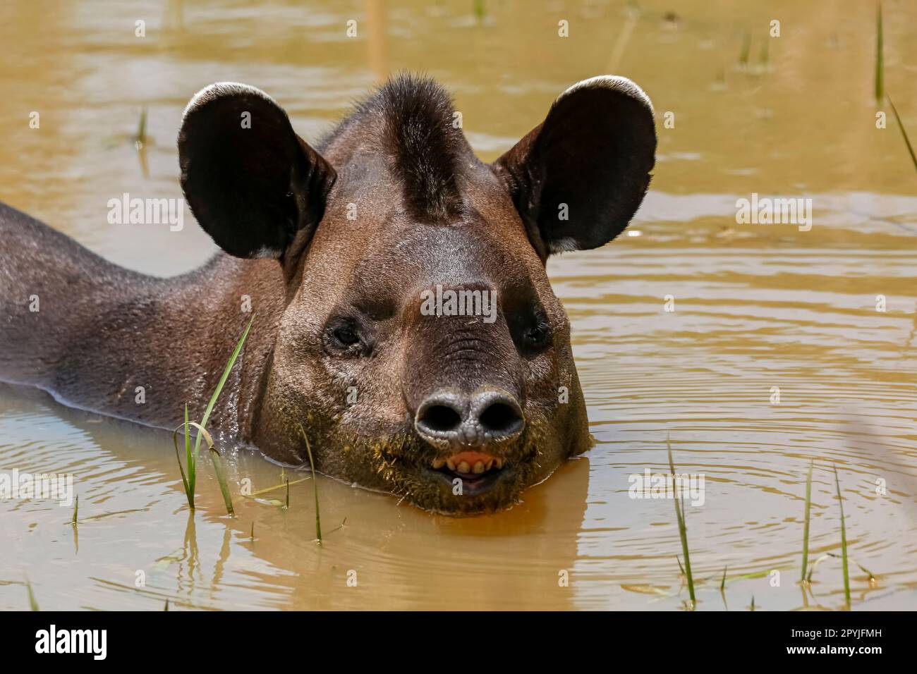 Nahaufnahme eines Tapirs, das in einem Schlammteich ruht, vor der Kamera, Pantanal Wetlands, Mato Grosso, Brasilien Stockfoto