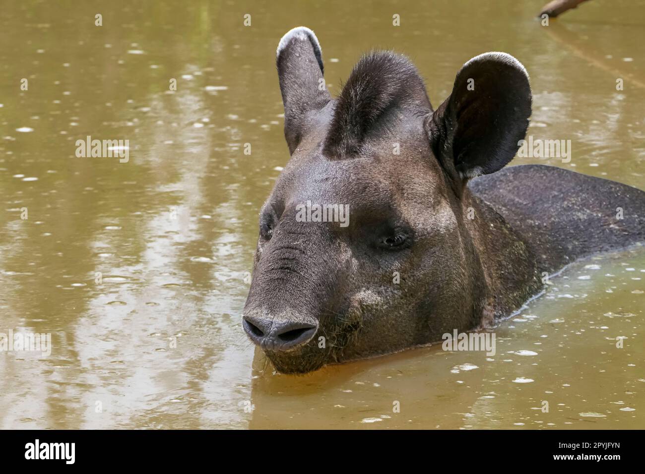 Nahaufnahme eines Tapirs in einem Schlammteich, Kopf und Rücken sichtbar, Pantanal Wetlands, Mato Grosso, Brasilien Stockfoto