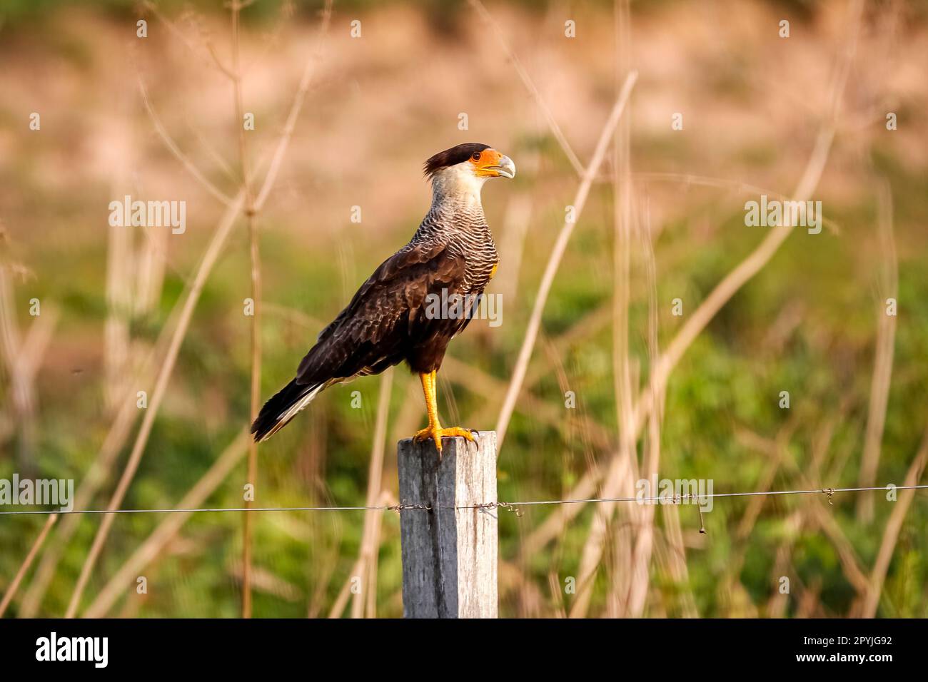 Südliches Caracara auf einem Holzpfahl in der Sonne vor natürlichem Hintergrund, Pantanal Wetlands, Mato Grosso, Brasilien Stockfoto