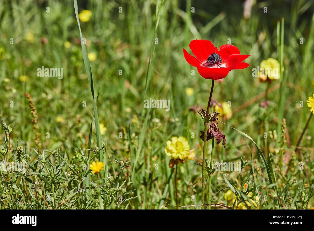 Wilde rote Anemonen blühen im Frühling aus nächster Nähe. Die Wüste der Negev. Südisrael. Ökotourismus Stockfoto